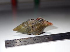 Turrilatirus turritus