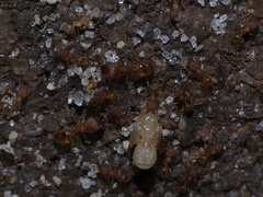 Pheidole bilimeki