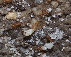 Pheidole bilimeki