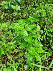 Stachytarpheta