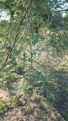 Libidibia paraguariensis