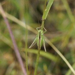 Conocephalus bilineatus