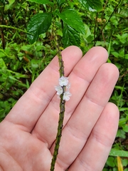 Stachytarpheta