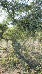 Libidibia paraguariensis