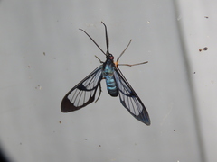 Mesothen caeruleicorpus