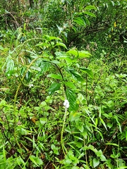 Stachytarpheta