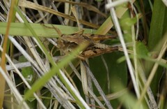 Phaulacridium marginale