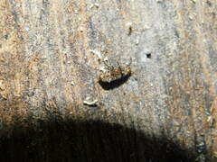 Basitropis