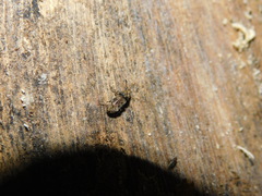 Basitropis