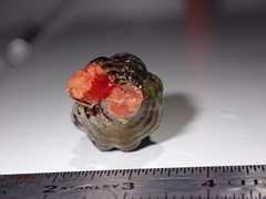 Turrilatirus turritus