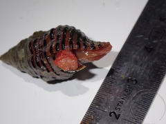 Turrilatirus turritus