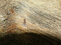 Brentinae