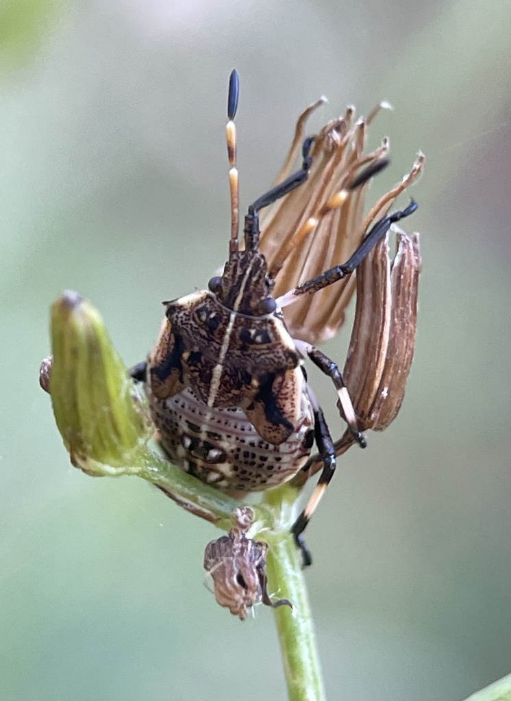 Oncocoris geniculatus from Boundary Tk E, Frankston South, VIC, AU on ...