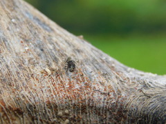 Basitropis