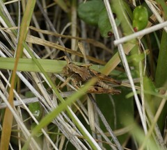 Phaulacridium marginale