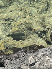 Thalassoma trilobatum