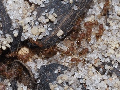 Pheidole navigans