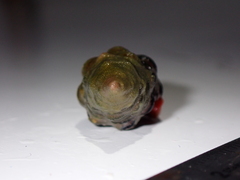 Turrilatirus turritus