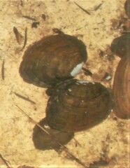 Ortmanniana ligamentina