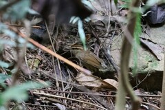 Urosphena squameiceps