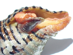 Turrilatirus turritus