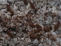 Pheidole navigans