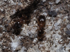 Pheidole navigans
