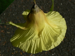 Azanza lampas