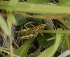 Phaulacridium marginale