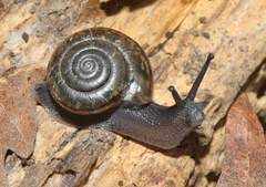 Helminthoglypta uvasana