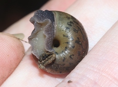 Helminthoglypta uvasana