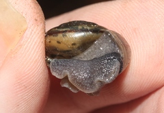 Helminthoglypta uvasana