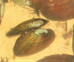 Ortmanniana ligamentina