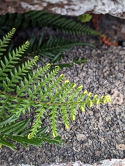 Pityrogramma austroamericana