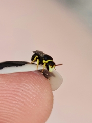 Hylaeus euxanthus
