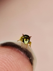 Hylaeus euxanthus