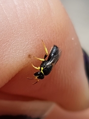 Hylaeus euxanthus