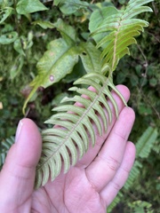 Blechnum