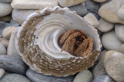 Paguristes ulreyi