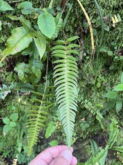 Blechnum