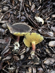 Xerocomellus mendocinensis