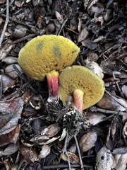 Xerocomellus mendocinensis