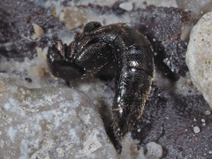 Aleochara