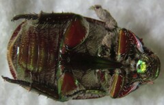 Anoplognathus punctulatus