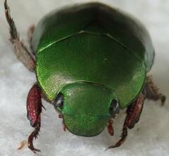 Anoplognathus punctulatus