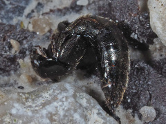 Aleochara