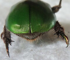 Anoplognathus punctulatus