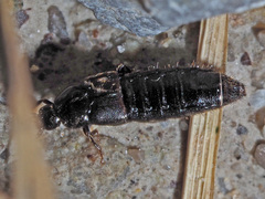 Aleochara