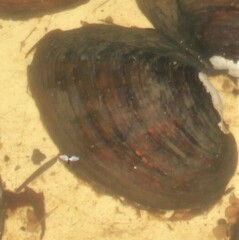 Ortmanniana ligamentina