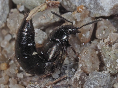 Aleochara